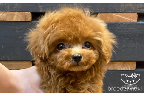 成約済の愛知県のタイニープードル-177107の1枚目