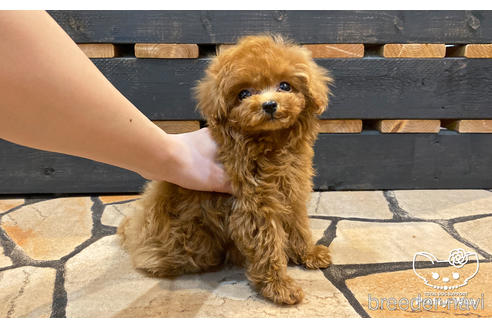 成約済の愛知県のタイニープードル-177107の2枚目