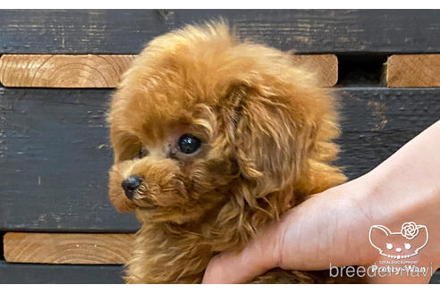 成約済の愛知県のタイニープードル-177107の3枚目