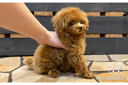 成約済の愛知県のタイニープードル-177107の4枚目