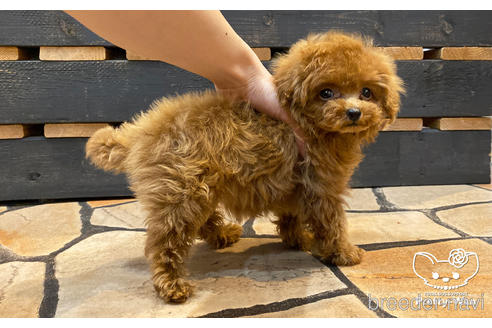 成約済の愛知県のタイニープードル-177107の5枚目