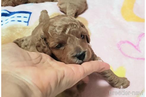 成約済の愛知県のトイプードル-178945の2枚目