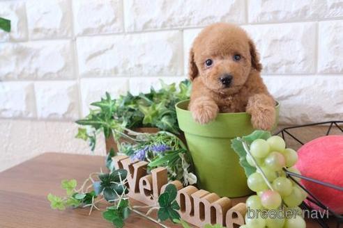 成約済の滋賀県のトイプードル-178946の1枚目