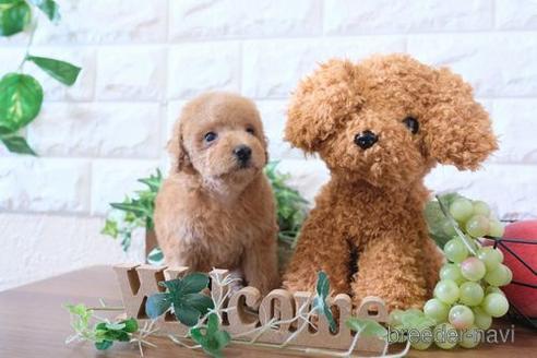 成約済の滋賀県のトイプードル-178946の5枚目