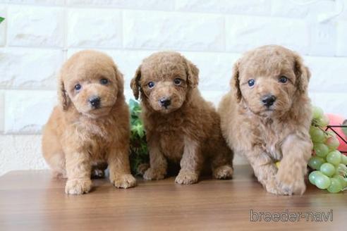 成約済の滋賀県のトイプードル-178946の2枚目