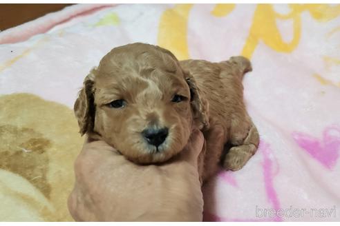 成約済の愛知県のタイニープードル-178950の2枚目