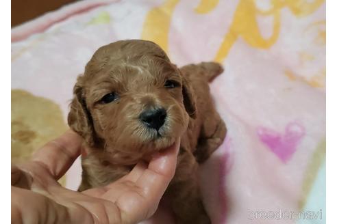 成約済の愛知県のタイニープードル-178950の9枚目