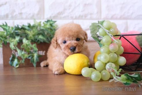 成約済の滋賀県のトイプードル-178947の1枚目