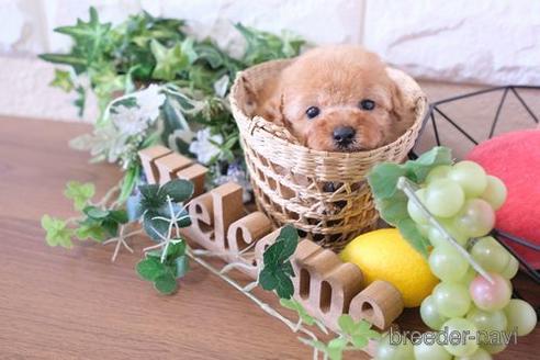 成約済の滋賀県のトイプードル-178947の4枚目