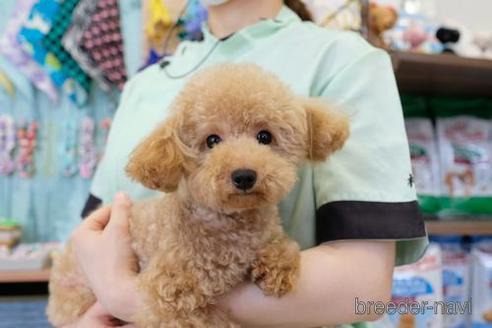 成約済の滋賀県のトイプードル-178947の3枚目