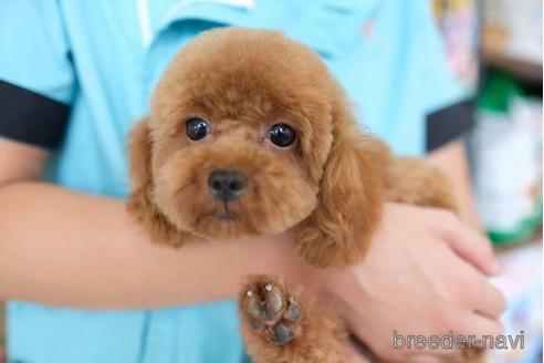 成約済の滋賀県のトイプードル-178947の2枚目