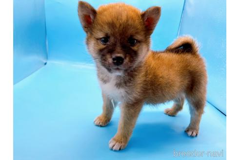 成約済の東京都の柴犬-179141