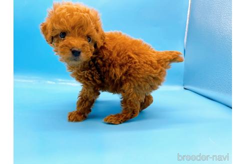 成約済の東京都のタイニープードル-179140