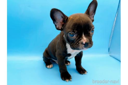 成約済の東京都のフレンチブルドッグ-179139の8枚目