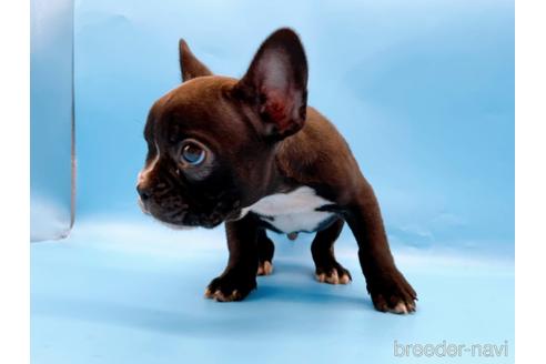 成約済の東京都のフレンチブルドッグ-179139の9枚目