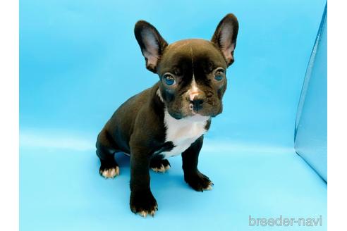 成約済の東京都のフレンチブルドッグ-179139の1枚目