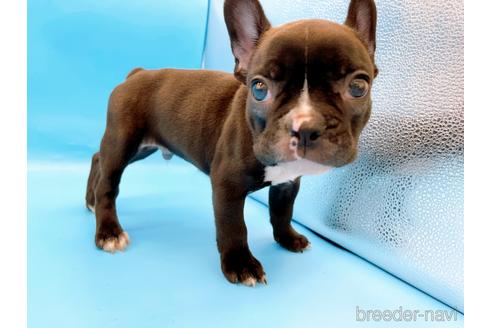 成約済の東京都のフレンチブルドッグ-179139の10枚目