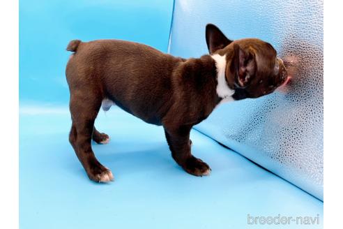 成約済の東京都のフレンチブルドッグ-179139の2枚目