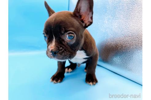 成約済の東京都のフレンチブルドッグ-179139の3枚目