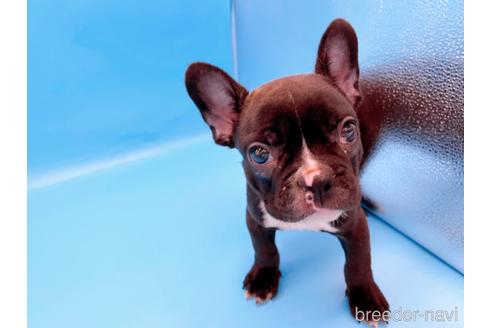 成約済の東京都のフレンチブルドッグ-179139の4枚目