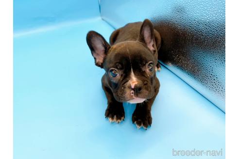 成約済の東京都のフレンチブルドッグ-179139の5枚目