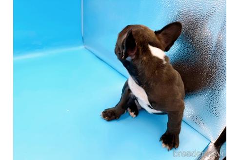 成約済の東京都のフレンチブルドッグ-179139の6枚目