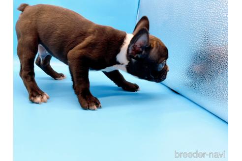 成約済の東京都のフレンチブルドッグ-179139の7枚目