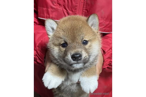 成約済の千葉県の柴犬-178976の1枚目