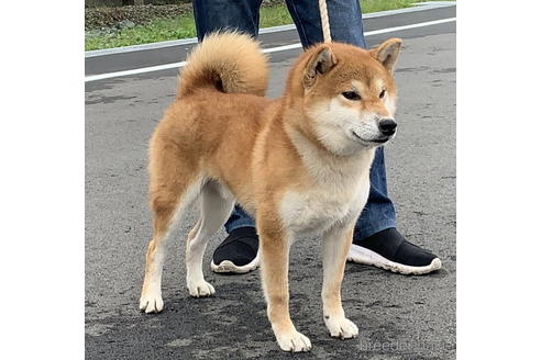 成約済の千葉県の柴犬-178976の2枚目