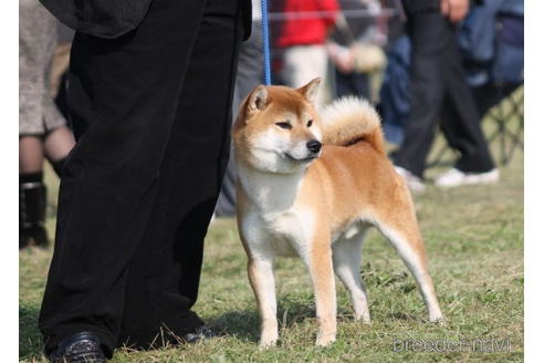 成約済の千葉県の柴犬-178979の3枚目