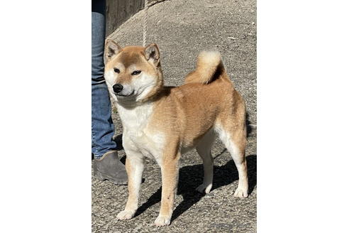 成約済の千葉県の柴犬-178979の4枚目