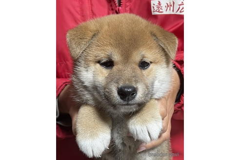 成約済の千葉県の柴犬-178980の1枚目