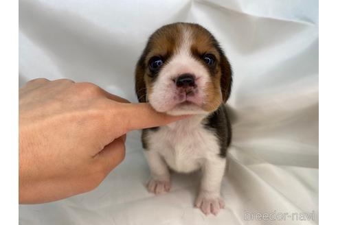 成約済の愛知県のビーグル-179002