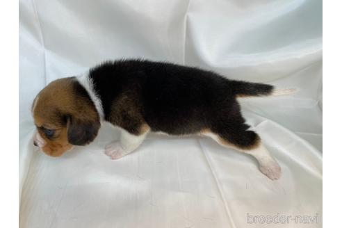 成約済の愛知県のビーグル-179002の3枚目