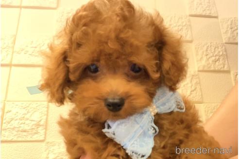 成約済の埼玉県のトイプードル-179021の4枚目