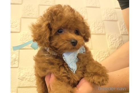 成約済の埼玉県のトイプードル-179021の5枚目