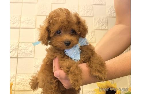 成約済の埼玉県のトイプードル-179021の6枚目