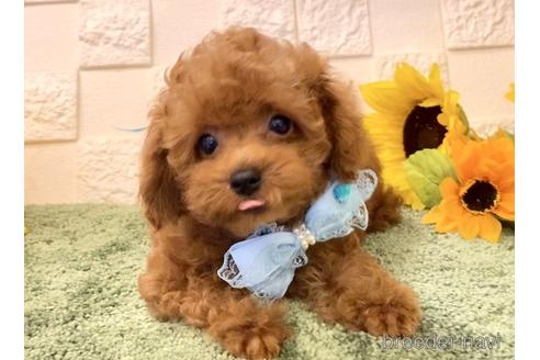 成約済の埼玉県のトイプードル-179021の2枚目