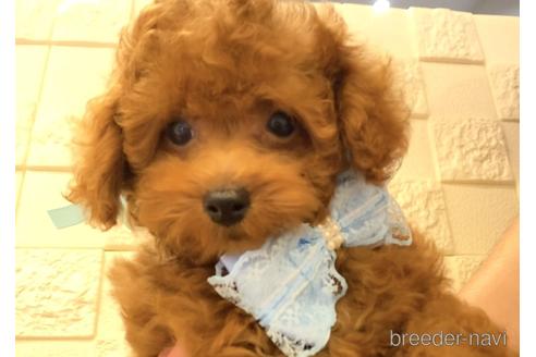 成約済の埼玉県のトイプードル-179021の1枚目