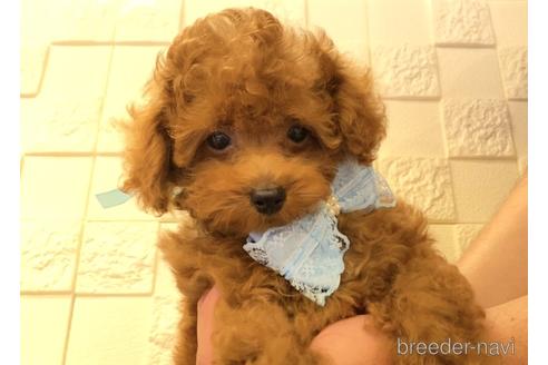 成約済の埼玉県のトイプードル-179021の3枚目