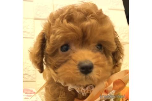 成約済の埼玉県のタイニープードル-179024の16枚目