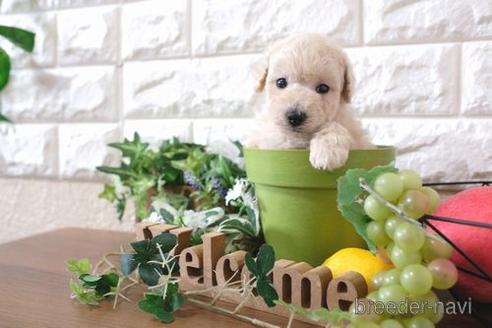 成約済の滋賀県のトイプードル-179058の1枚目