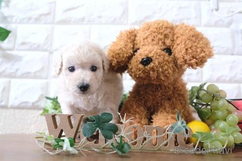 成約済の滋賀県のトイプードル-179058の5枚目