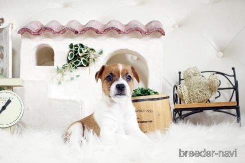 成約済の佐賀県のジャックラッセルテリア-177459