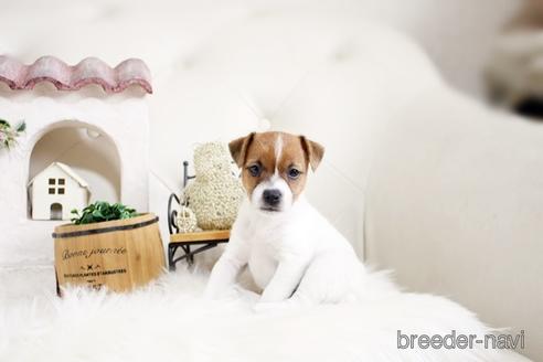 成約済の佐賀県のジャックラッセルテリア-177459の5枚目