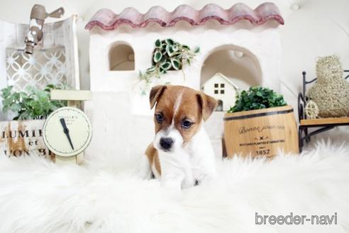 成約済の佐賀県のジャックラッセルテリア-177459の4枚目