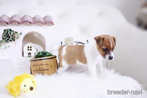 成約済の佐賀県のジャックラッセルテリア-177459の3枚目