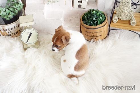 成約済の佐賀県のジャックラッセルテリア-177459の2枚目