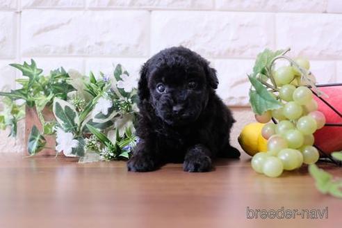 成約済の滋賀県のトイプードル-179064の1枚目