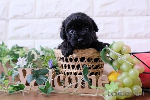 成約済の滋賀県のトイプードル-179064の5枚目